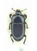 Platylomalus complanatus